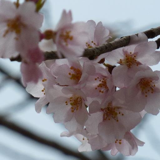 花や景色の画像を取りに行くのが好きです。Youtubeにてスライドショーを作って載せたりするのも好きです！2014年水戸の桜Part1~5までアップロード完了！是非、ご覧ください！