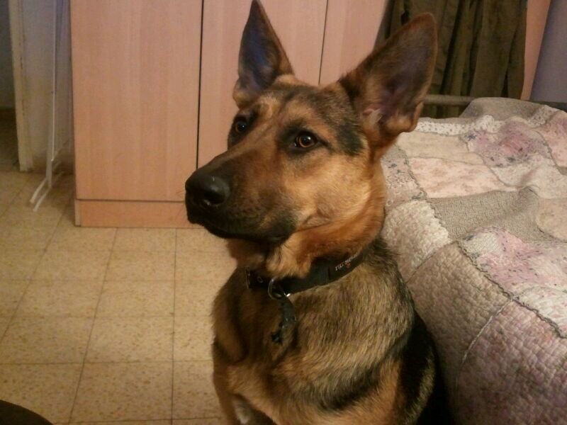 IvetteSchirelma's profile picture. Jewish mom, violinist, fundraiser, got the literature bug, loves dogs/music/singing/movies/sci fi/comedy.