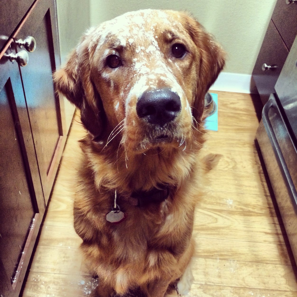 Tess the Golden Retriever- my brother is @FinlayBeagle. follow me on twitter and instagram @TessIsGolden