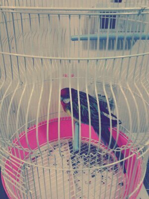 llaarryybirdd's profile picture. FLAPY'NİN KANKİSİ