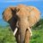 ElephantGeorgiy's profile image