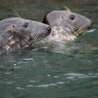 Pembs Farm B + B (@pembsbandb) 's Twitter Profile