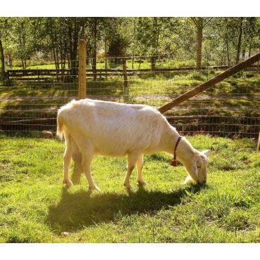 Traditional micro dairy dedicated to preserving local food cultures.