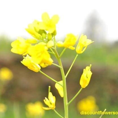 Online flowers for anyone, anytime, anywhere in United Kingdom at unmatched discount rates.