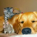 Luis Serrano (@013053Luis) Twitter