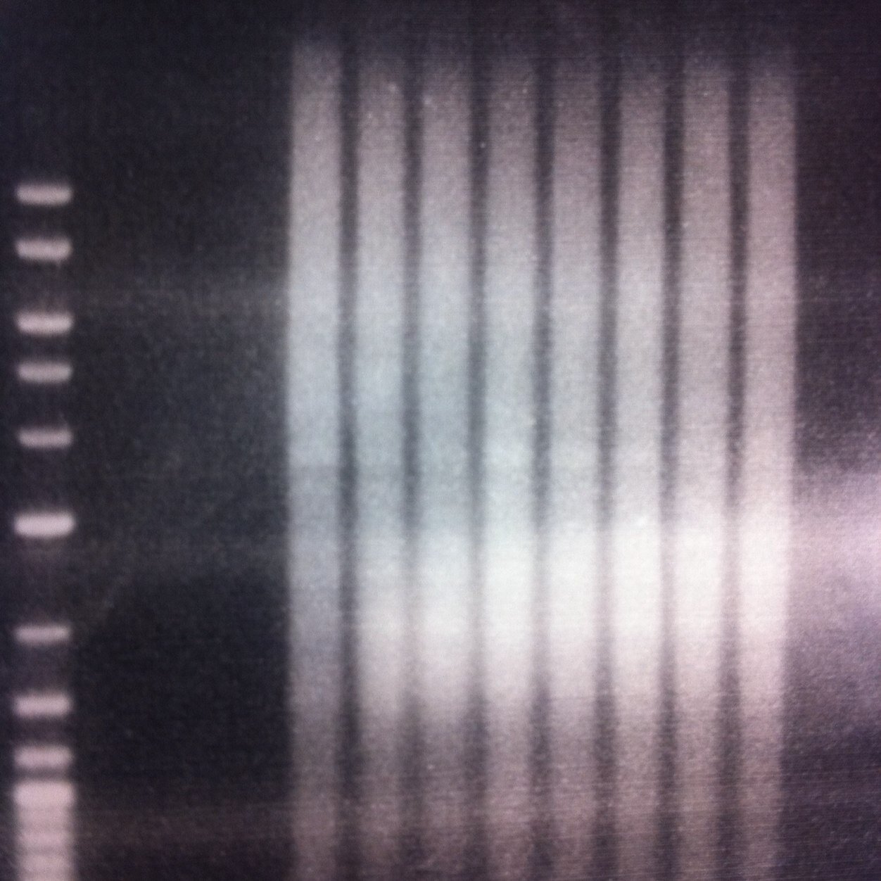 Epigenomics and Mechanisms of Epigenetics