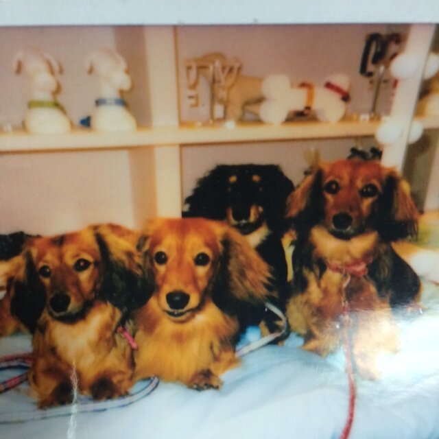 犬猫の殺処分をなくしたい。 ダックス親子4頭のママ。母犬ベリー、父犬ビル、双子の女の子エンジェルとなな♡みんな天国にいます。 毎日この子達の事を想いながら生きてます。韓国ドラマ大好き♡キムナムギル♡ナムグンミン♡チョンヘイン♡ソガンジュン♡ソイングク♡好きな俳優さん多し♡アメリカ留学経験 手話少し出来ます 病気色々