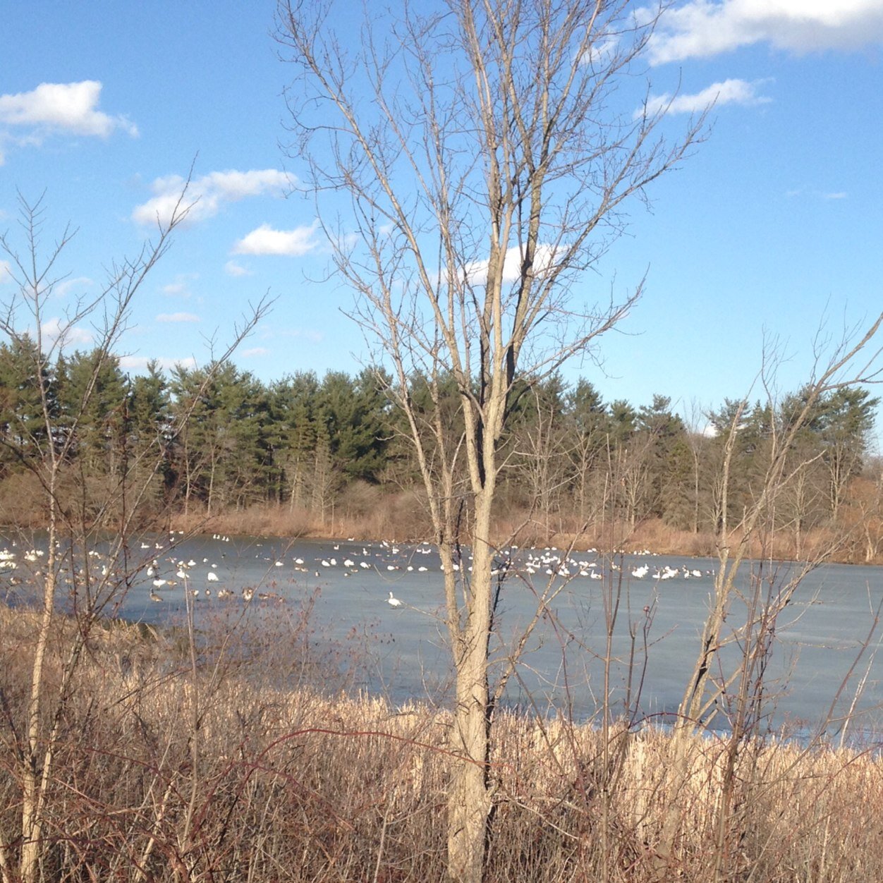 ShirleyFae's profile picture. Rural community advocate 💙💙🇺🇦🇺🇸🌈🌈🌈 Blue Wave all the Way!