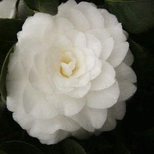 paramjitkaur62's profile picture. 