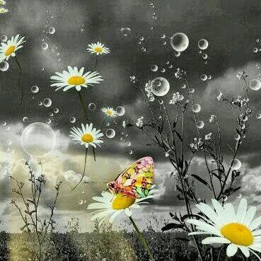 SusanOConnell13's profile picture. 