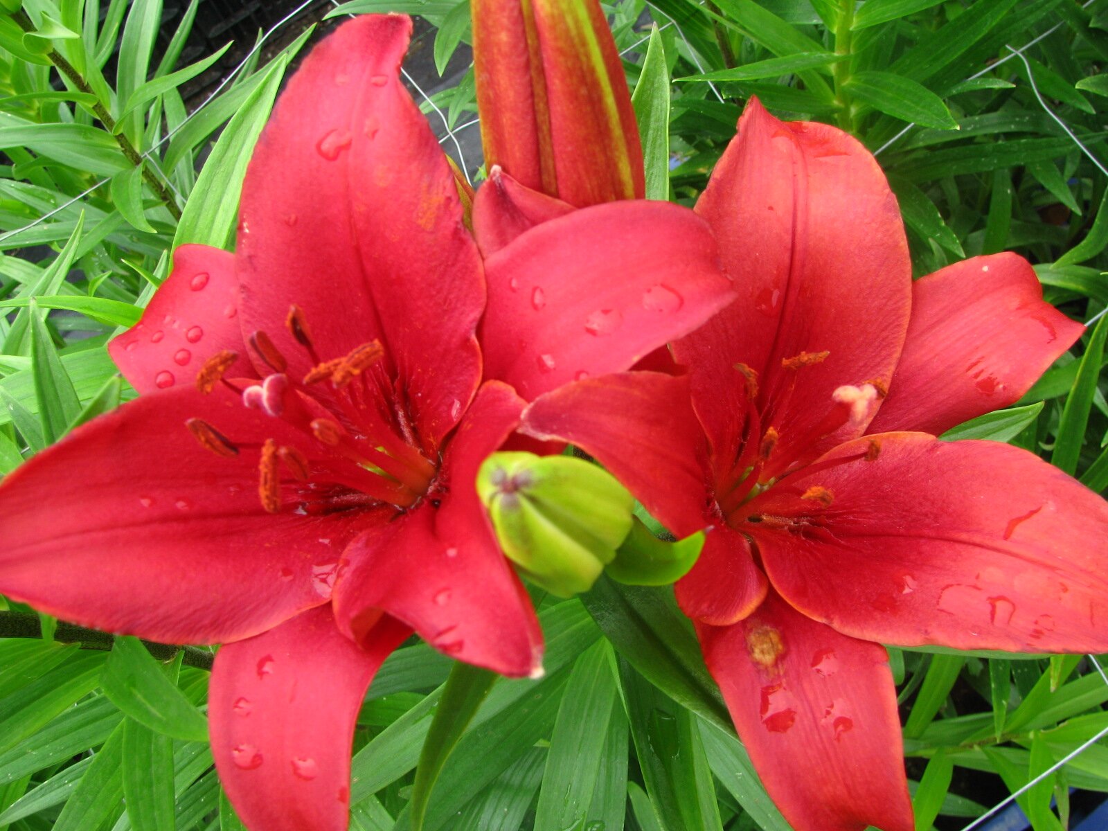 BennyReiling's profile picture. 