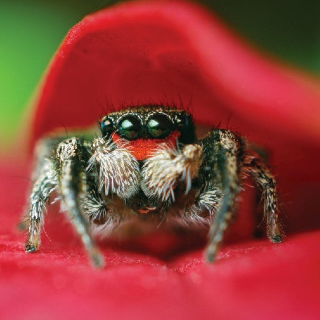 An encouraging arachnid with a lot of love to share.
