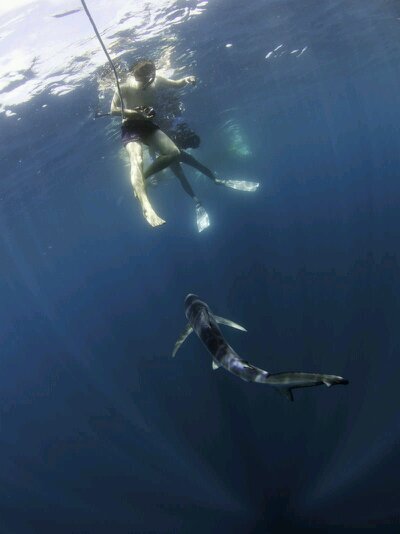 tobynowlan's profile picture. Producer at #SilverbackFilms. #BBCOne #PerfectPlanet #PlanetEarth2 Naturalist, birder, diver, writer & expedition leader. Views my own.