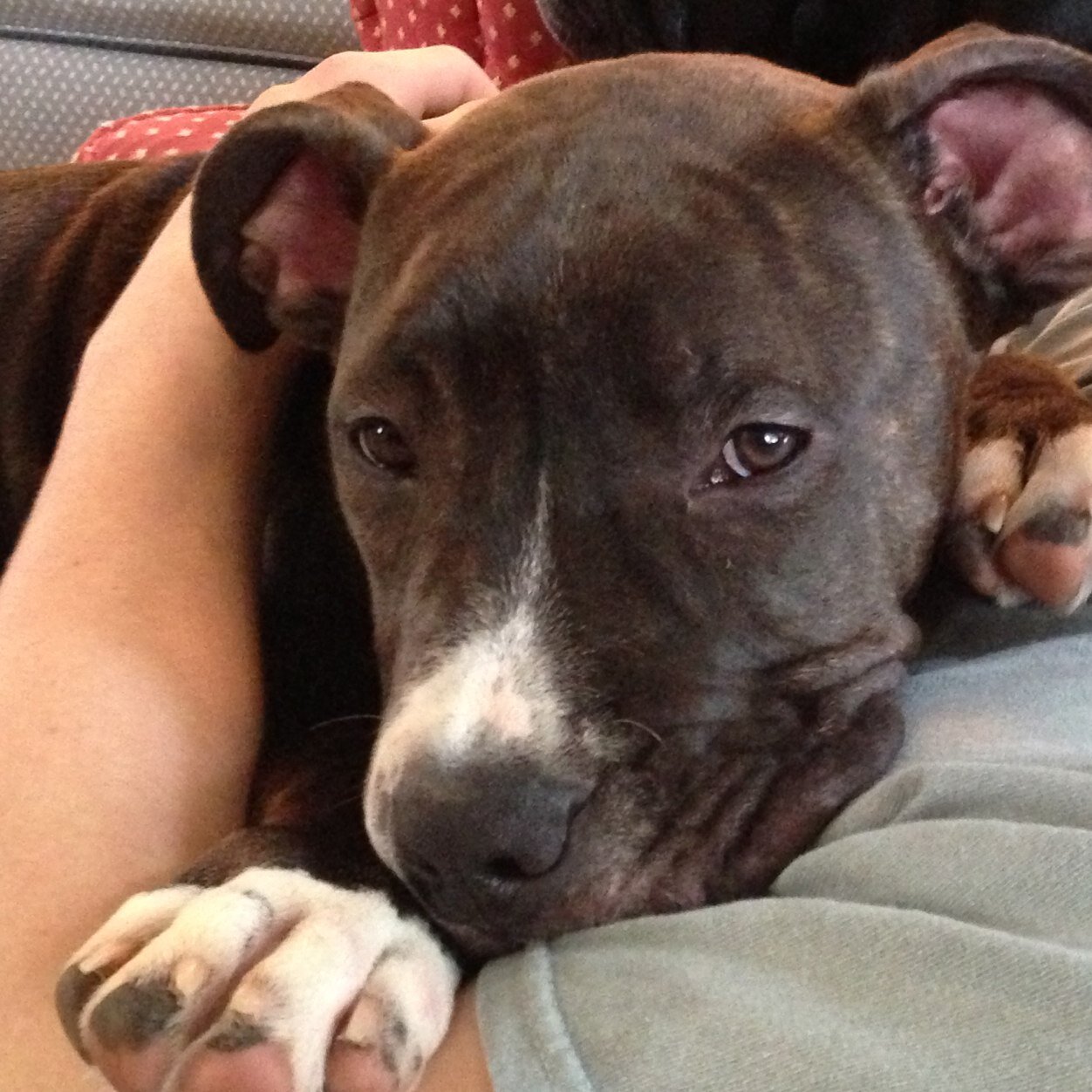 LisaBroccoletti's profile picture. 