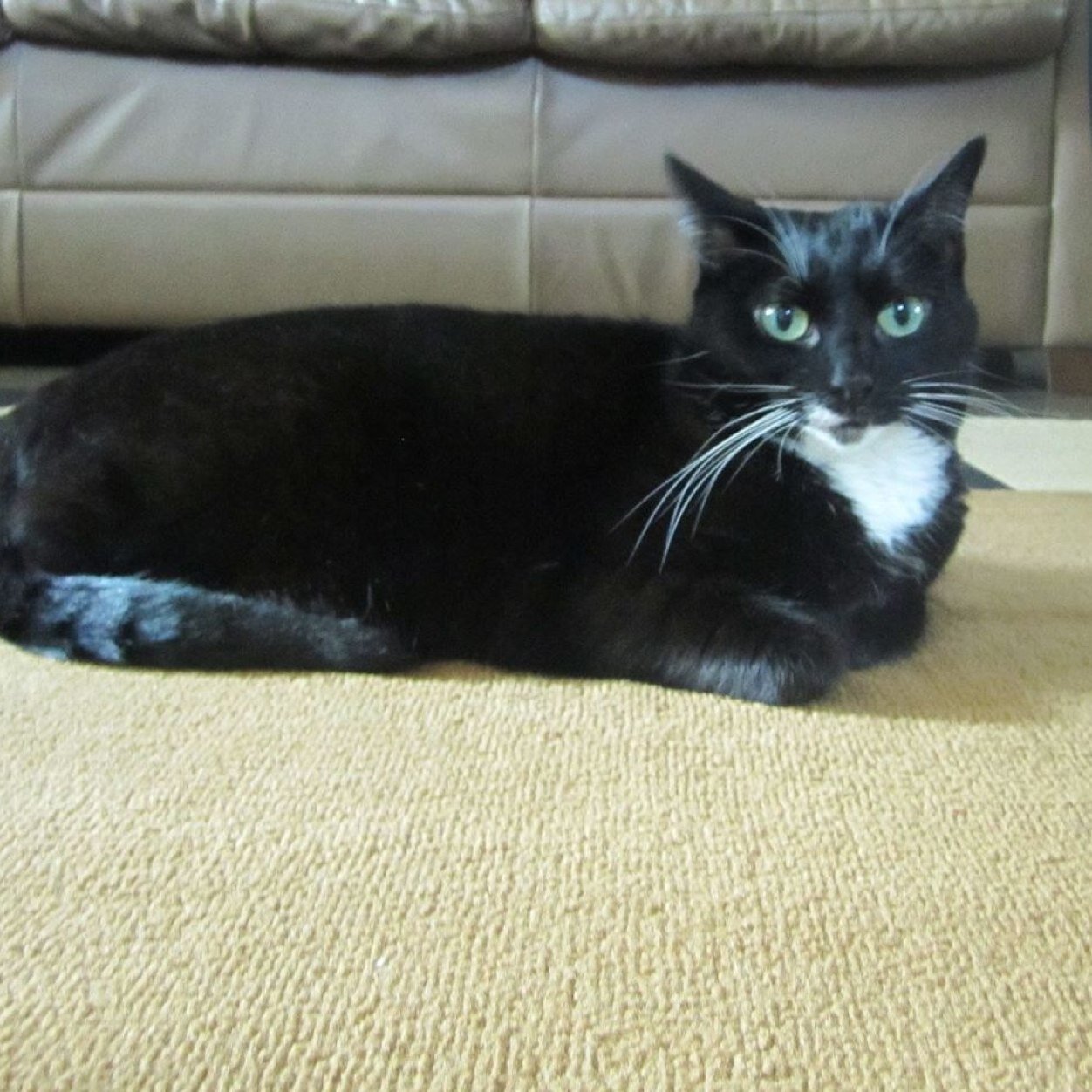 Smoke catnip, hail lucipurr