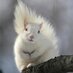 White Squirrel Way (@whitesquirrelwy) Twitter profile photo