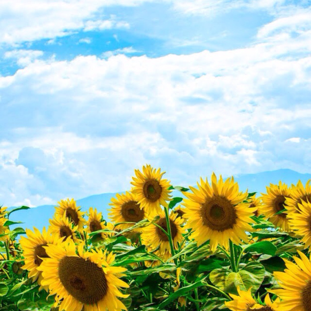 positivity____'s profile picture. i speak what i feel