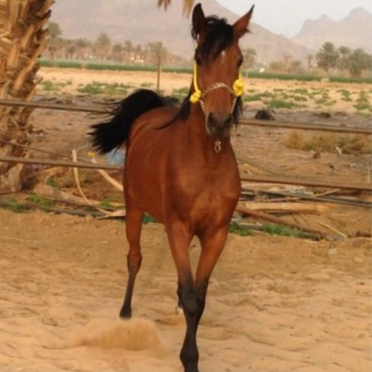 SAwalah213's profile picture. في المقلّط