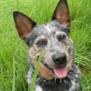 Karson Davis - @Melanic_Moose - Twitter