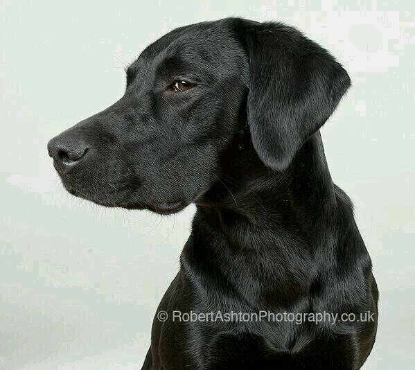 Tessa2Thompson2's profile picture. I LIKE PICKLES OF COURSE MATTY B AND AUSTIN MAHONE ALSO 1D and of course ross lynch