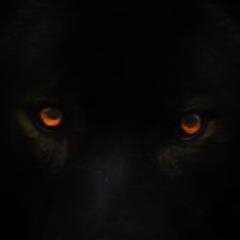WomanAndWolf Profile Picture