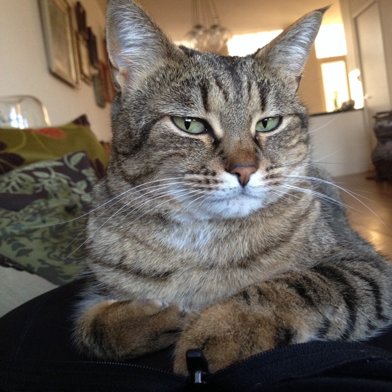 onsfrank's profile picture. 