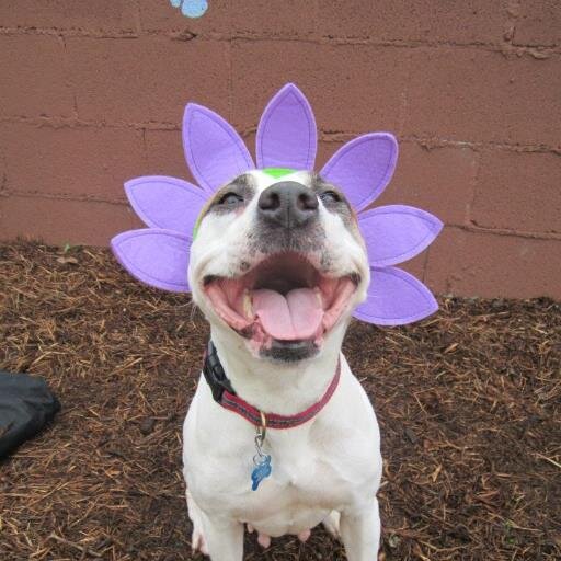 Downtown and Neartown Houston Dog Walking and Pet Sitting Services. We love pit bulls and rescues!