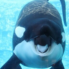 I'm the biggest orca whale in captivity Splashin kids is my daily occupation My sperm is worth more than your life      Parody Account #bigtilly #freetilly