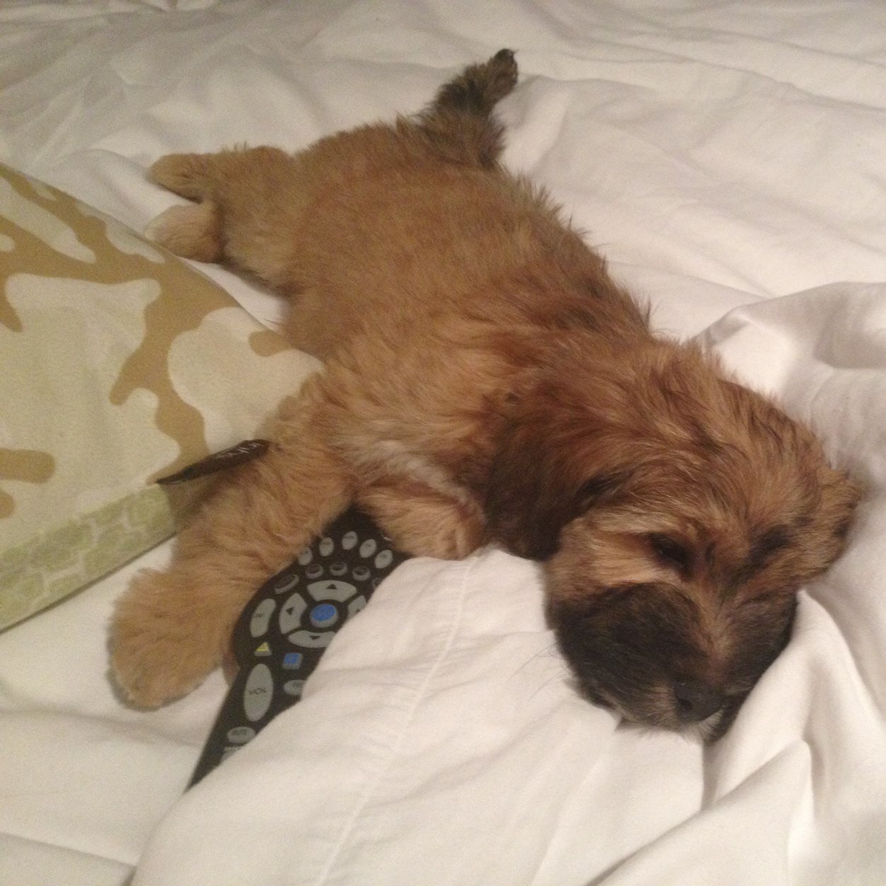 carollynnwelsh's profile picture. 