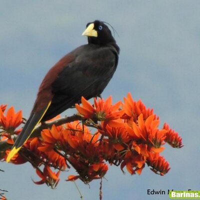 conotonegro's profile image