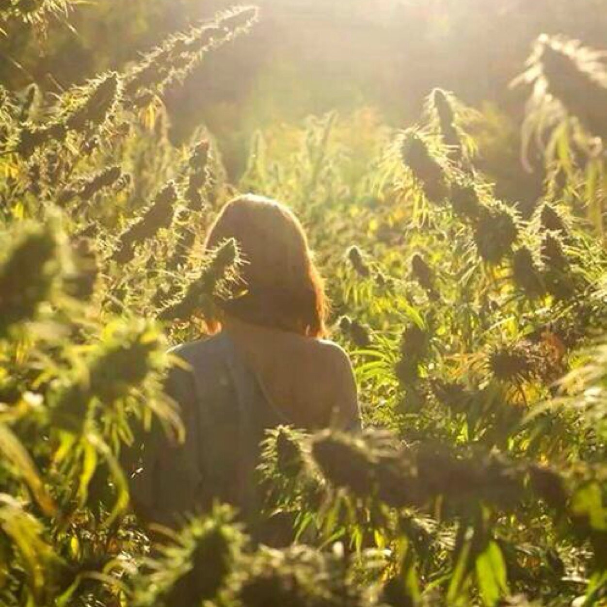 sweetgrassandco's profile picture. For Female Cannabis Enthusiasts around the World! #Cannabis #MMJ #Marijuana #THC #420 #Moms #Yoga #Legit #Winning