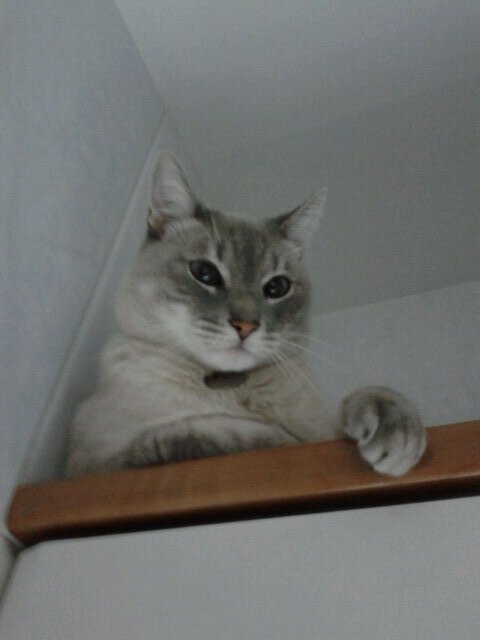 Tres voltes rebel.