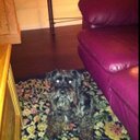 Nick Gullo - @7929935 - Twitter