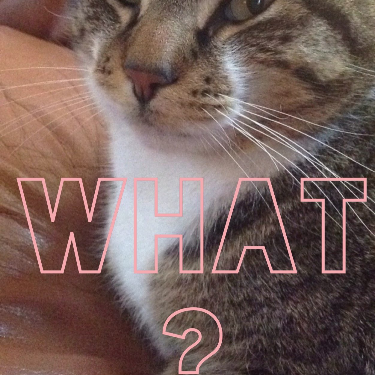 VeraVs117's profile picture. Sup! :D |Im so cool||so r u|