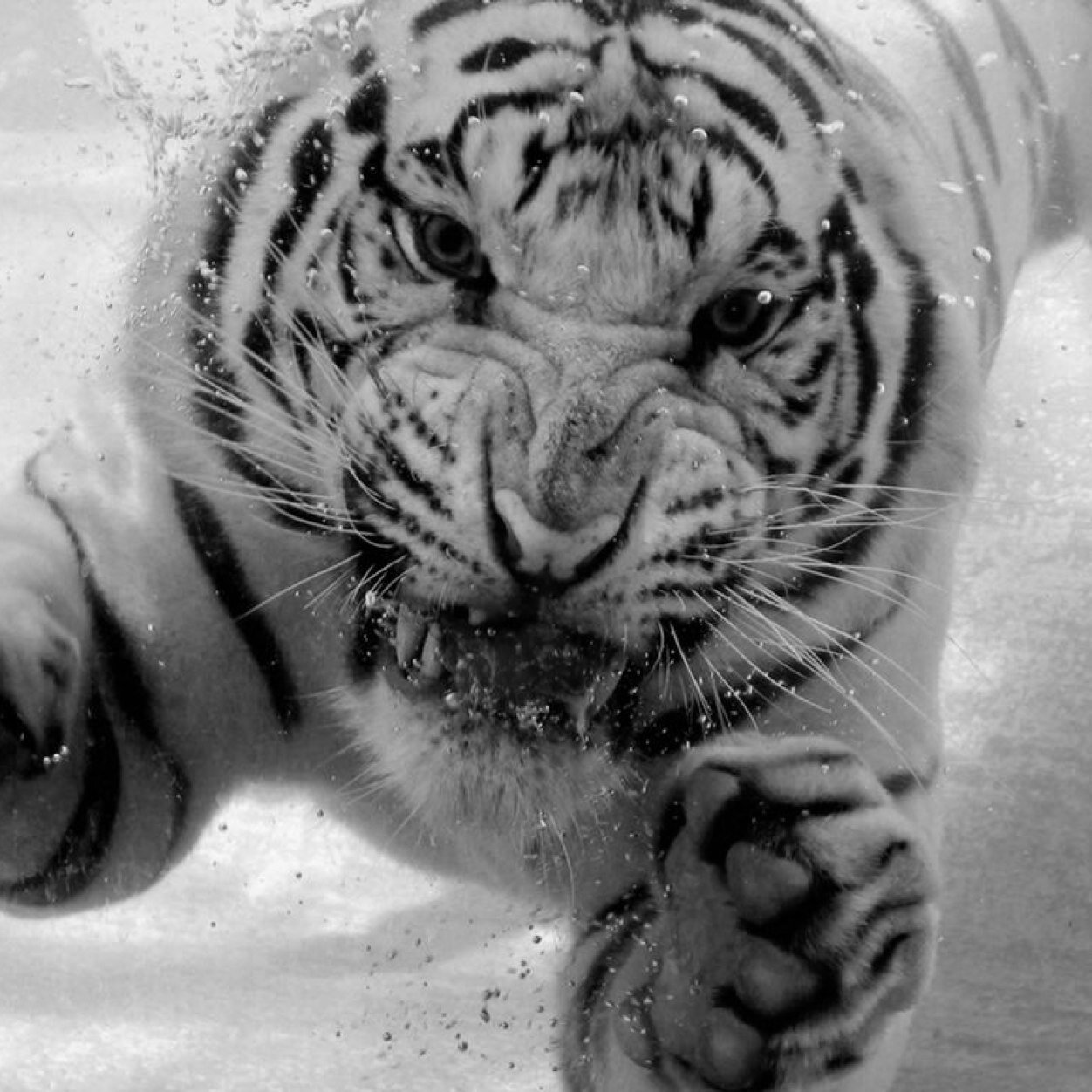 Roar. In love with Shiva. Shiva's baby daddy. Loyal to the Kingdom and King Ezekiel. #LongLivetheKing