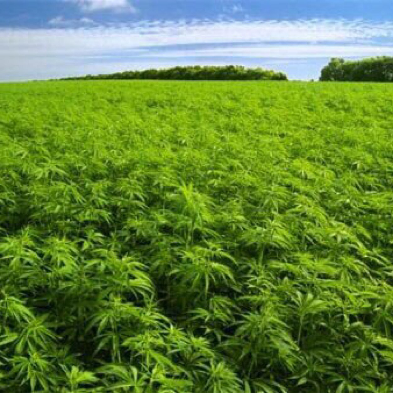 Medical Cannabis