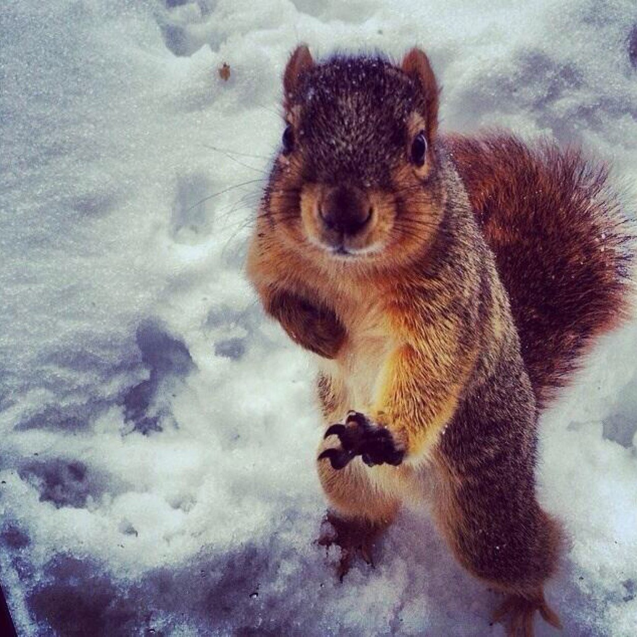 Just a squirrel trying to find a nut!?!