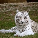 Mara Douglas - @thewhitetiger11 - Twitter