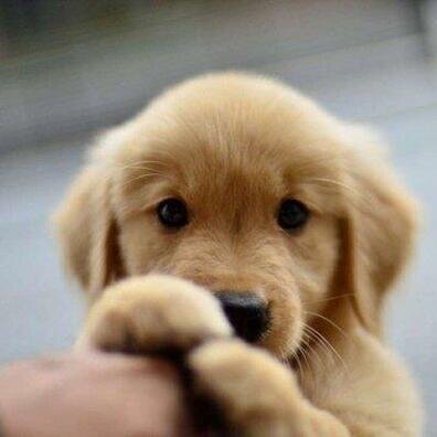 _DawnBreaker_'s profile picture. puppies and kittens