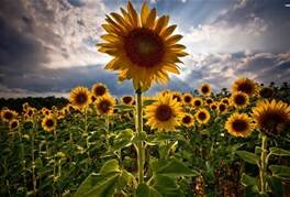 DakotaBees's profile picture. 