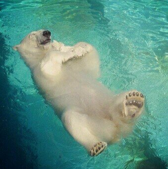 Have you ever seen what a polar bear does to a baby seal? I'm angry, don't like it? Don't follow.