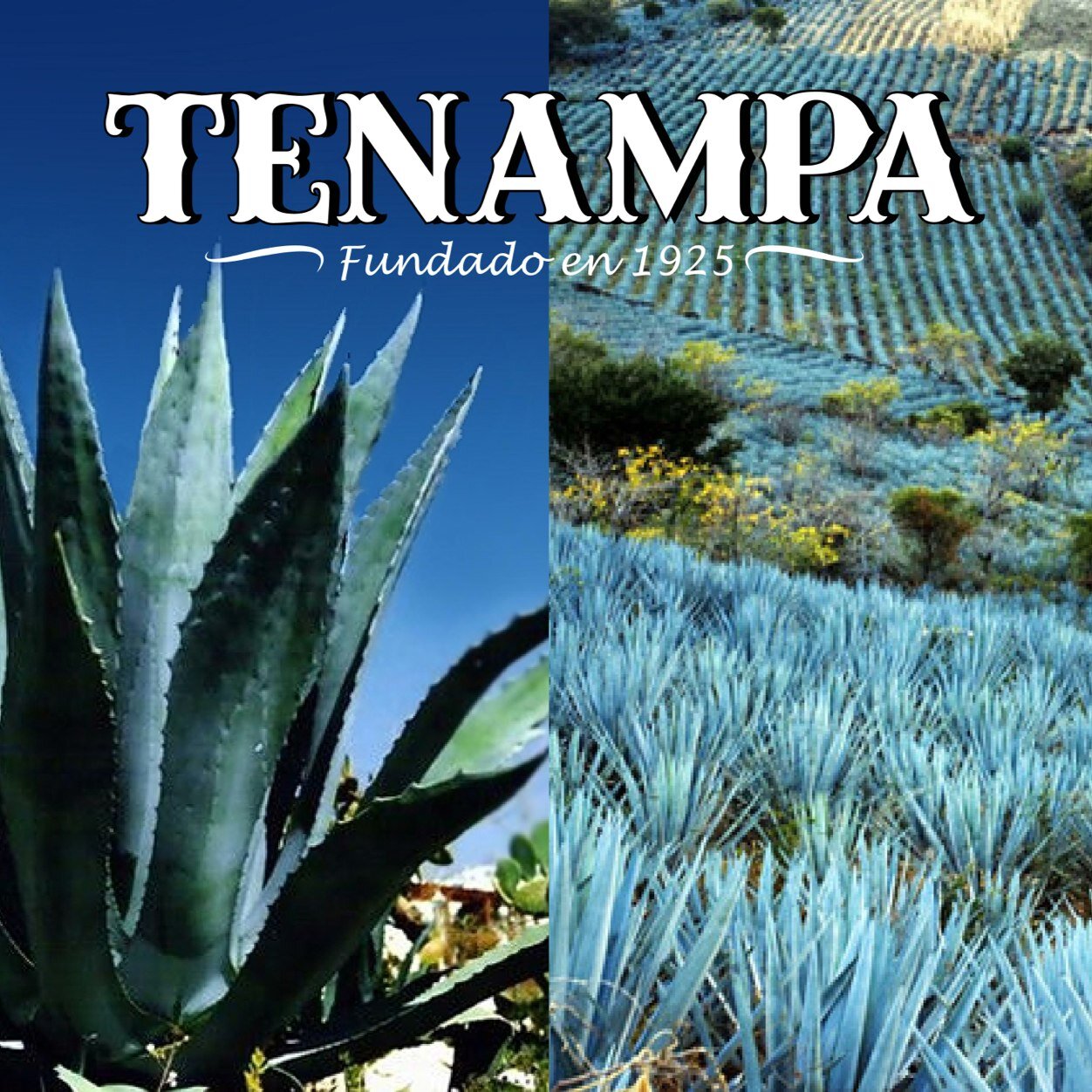 Tenampa