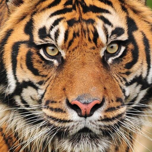 chiquimulteco's profile picture. What?