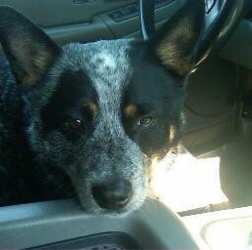 bacon4bacon's profile picture. Supporter of anyone that loves the Constitution, and finds our country is going to hell in a hand basket.