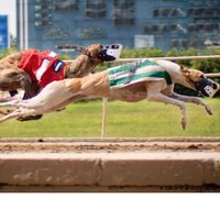 Greyhound Bazaar (@ghbazaar) 's Twitter Profile Photo Greyhound Bazaar (@ghbazaar) 's Twitter Profile Photo