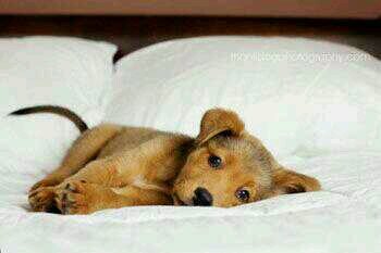 FighterByNight's profile picture. Surrounded by darkess. Trapped by love.