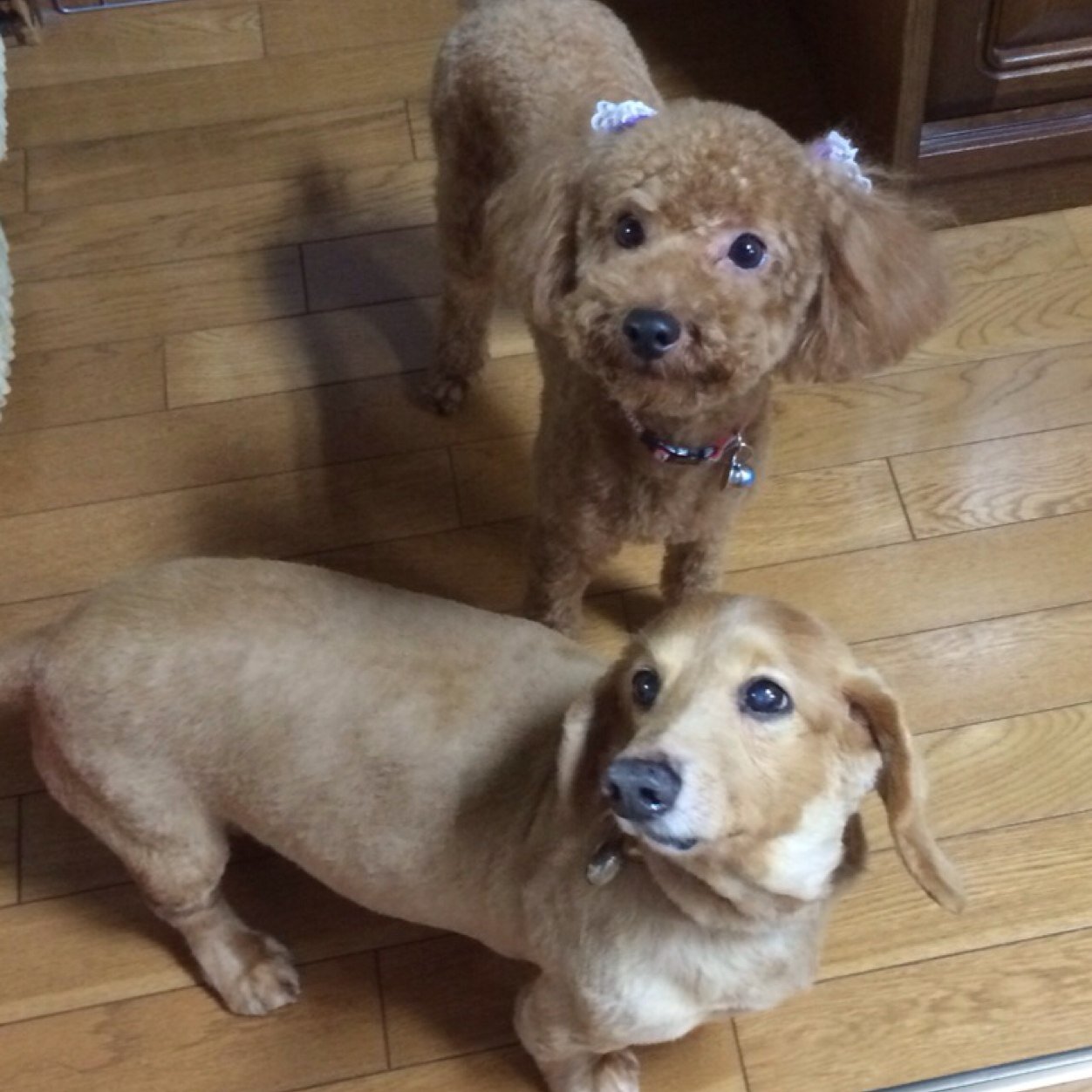 4235haru's profile picture. トイプードルとダックスフント飼育中