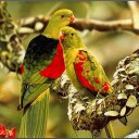 خالد رشدي (@0595138264) Twitter