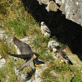 Official account of the project, a partnership between @yorkshire_dales and @RSPBEngland at Malham Cove. View point open April-July (closed Tues/Weds/Thurs)