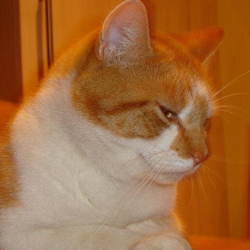 Big Fat Lazy Ginger Cat